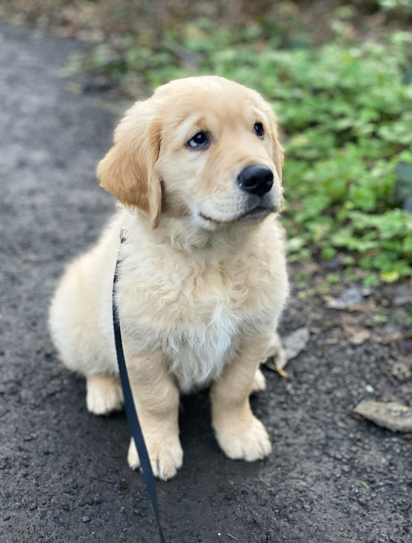 Golden Retriever Pup